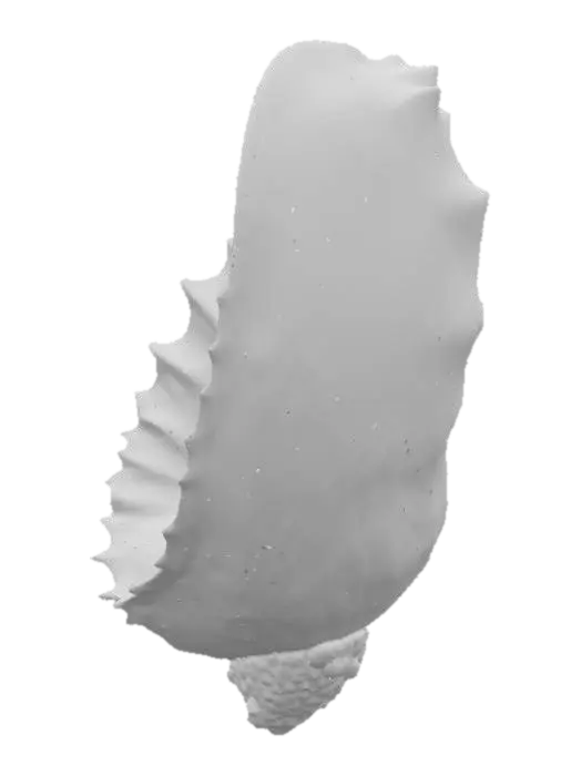 3D model for Mystical Conch