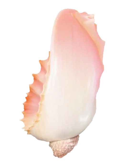 3D model for Mystical Conch