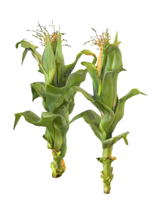 Corn Duo 3D model, vytvořený pomocí AI
