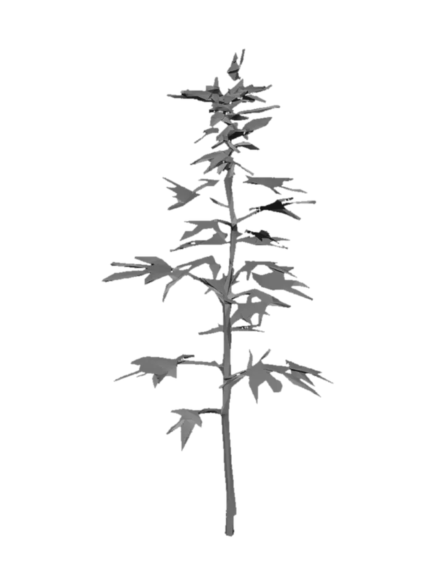 3D model for A single wild hemp plant asset for a survival game, realistic PBR texture, 3D game-ready model. Clear visible woody main stem at the base, distinct separate thin branches. Iconic jagged palmately compound leaves, fan-shaped leaves, thin flat leaves. Detailed dusty green foliage with weathered textures. Low-poly look with clean topology, alpha-mapped leaves to avoid thickness, no overlapping geometry clumps. Isolated object, complete model from root stem to top.