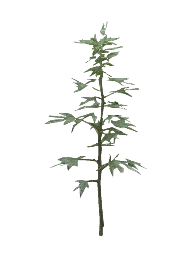 3D model for A single wild hemp plant asset for a survival game, realistic PBR texture, 3D game-ready model. Clear visible woody main stem at the base, distinct separate thin branches. Iconic jagged palmately compound leaves, fan-shaped leaves, thin flat leaves. Detailed dusty green foliage with weathered textures. Low-poly look with clean topology, alpha-mapped leaves to avoid thickness, no overlapping geometry clumps. Isolated object, complete model from root stem to top.