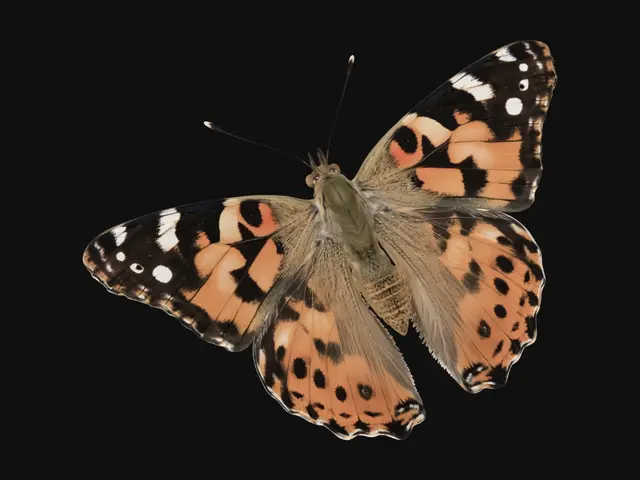 3D model for Painted Lady