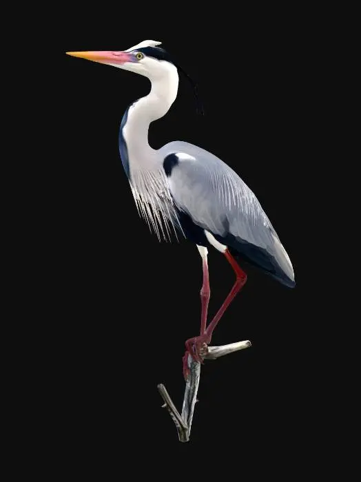 3D model for Perched Grey Heron