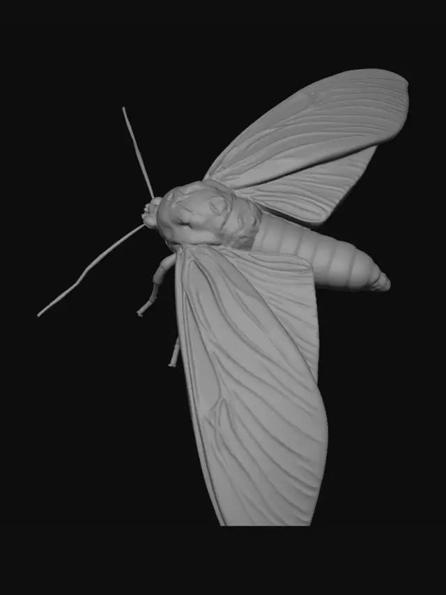 3D model for Red-winged hawk moth