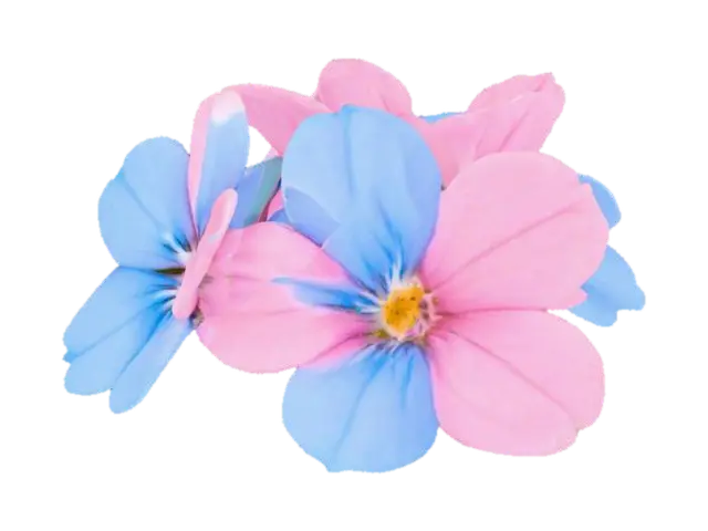 3D model for Pretty clump of forget-me-not flowers pink and blue on a pure white background 