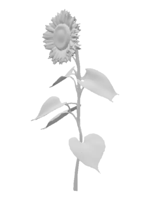 3D model for Sunflower on stem with 3 leaves on a pure white background 