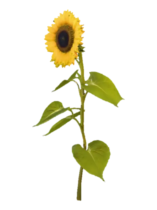 3D model for Sunflower on stem with 3 leaves on a pure white background 