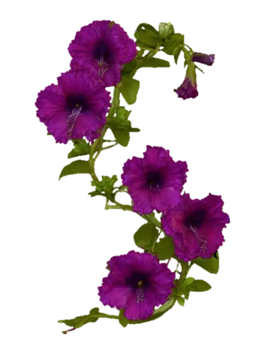 Petal Symphony 3D model, vytvořený pomocí AI