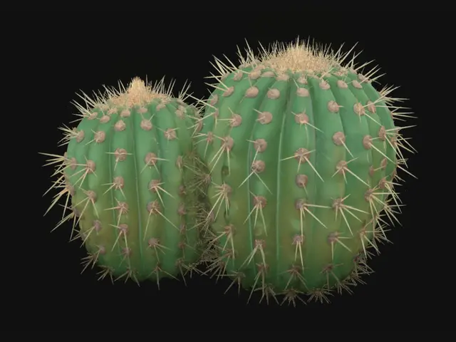 Free Cactus 3D Models - Download Instantly | Meshy