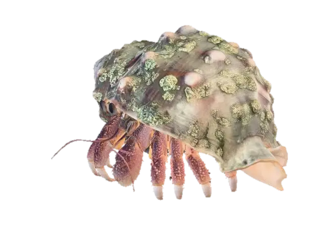 Barnacle-Covered Hermit Crab 3D model, AI generated