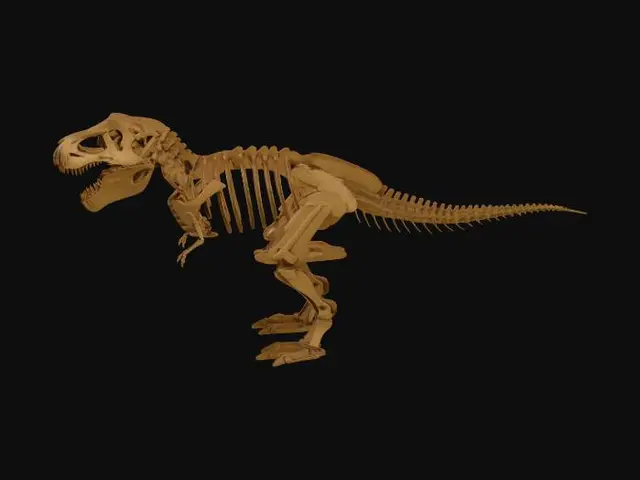 3D model for Cardboard Tyrannosaurus Rex Skeleton