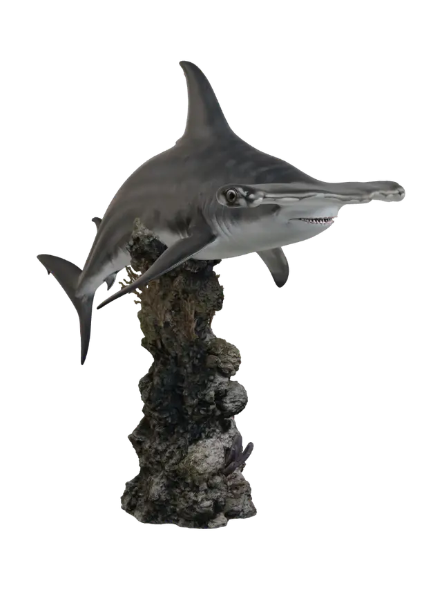 3D model for Hammerhead Over Coral Reef