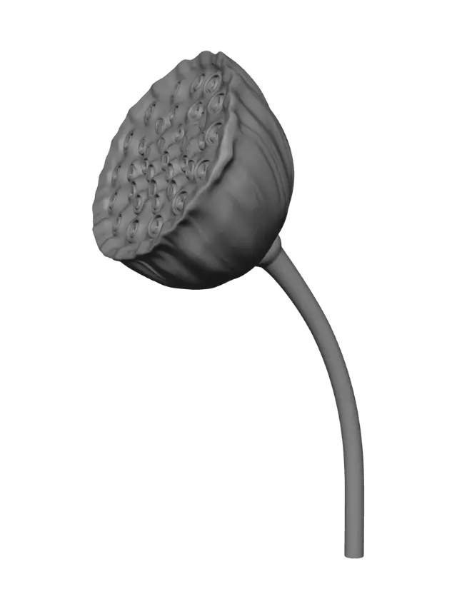 3D model for Lotus seed pod