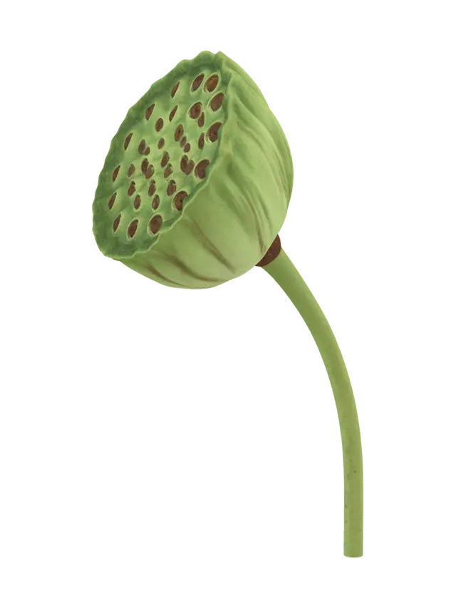 3D model for Lotus seed pod