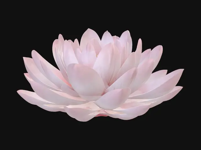 3D model for Blush Pink Water Lily