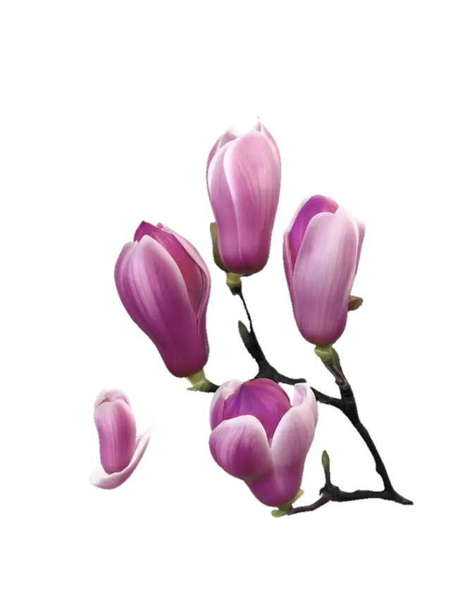 Pink Magnolia Buds Against a Blue Sky 3D model, vytvořený pomocí AI