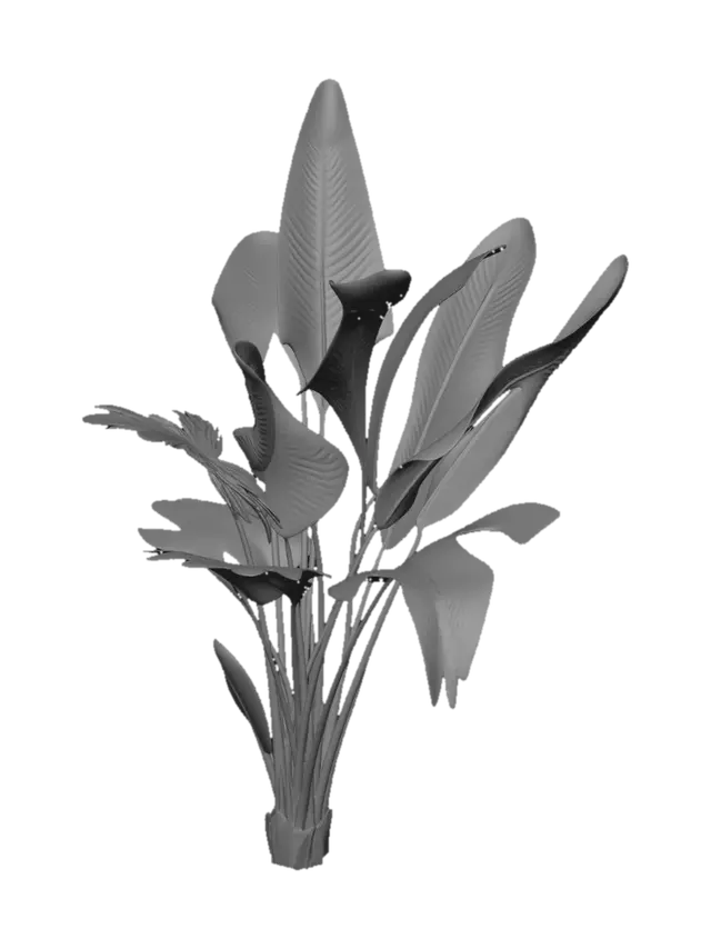 3D model for Banana Plant