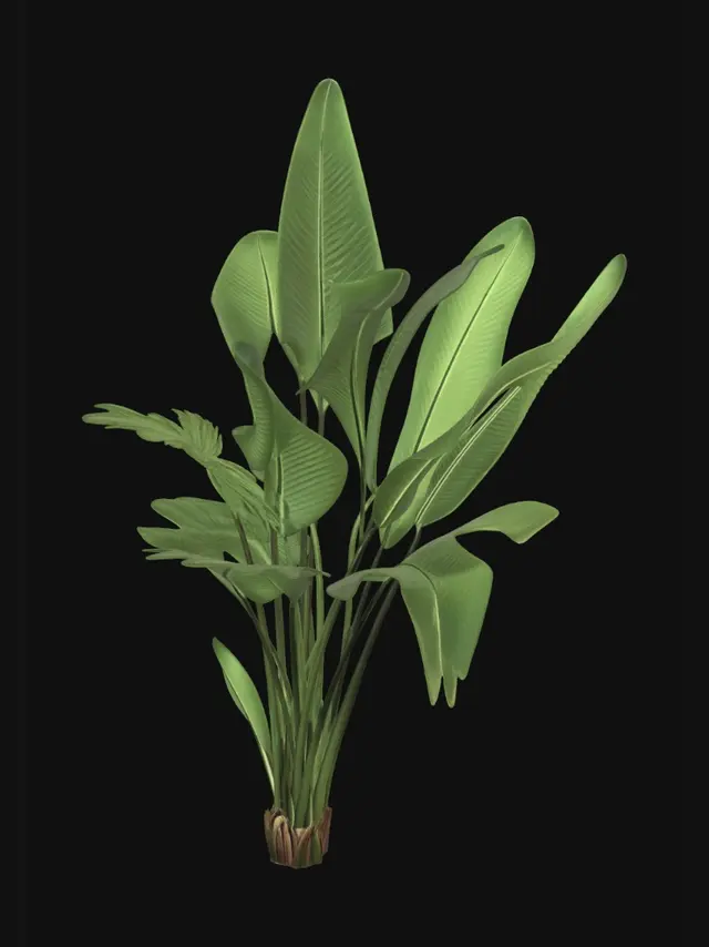 3D model for Banana Plant