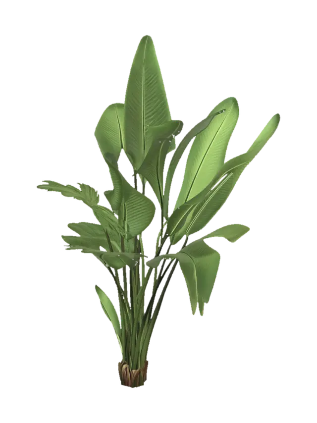 3D model for Banana Plant