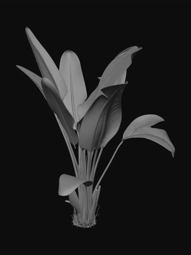 3D model for Banana Plant
