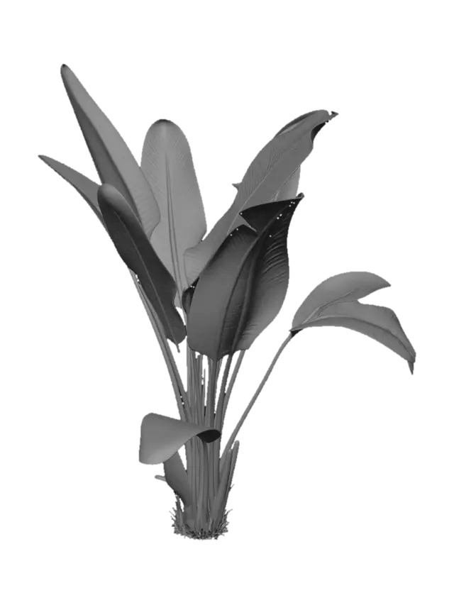 3D model for Banana Plant