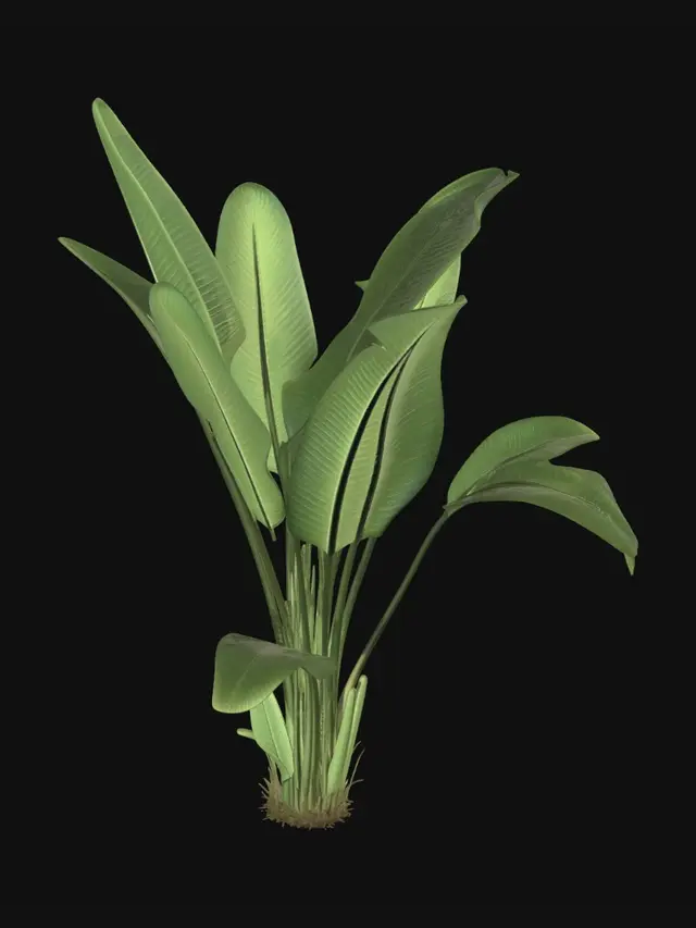 3D model for Banana Plant