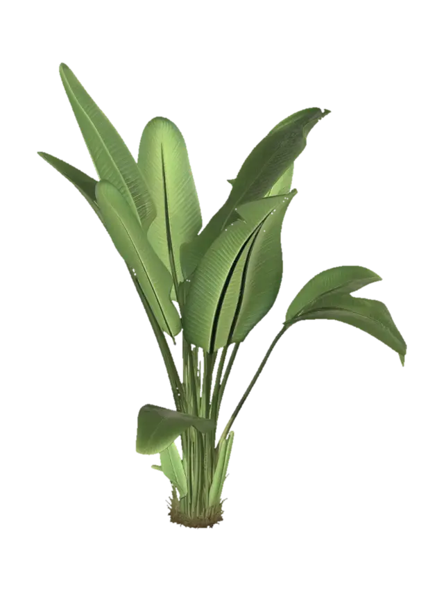 3D model for Banana Plant