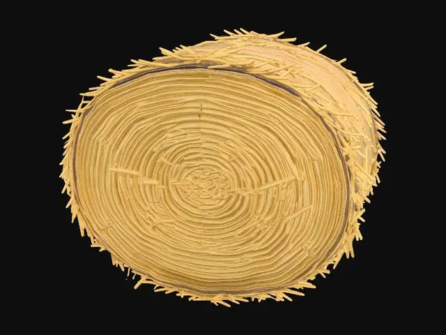 3D model for Cylindrical straw bale
