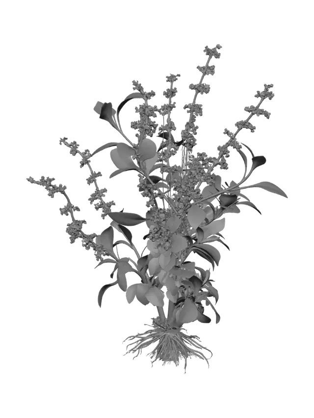 3D model for Basil plant