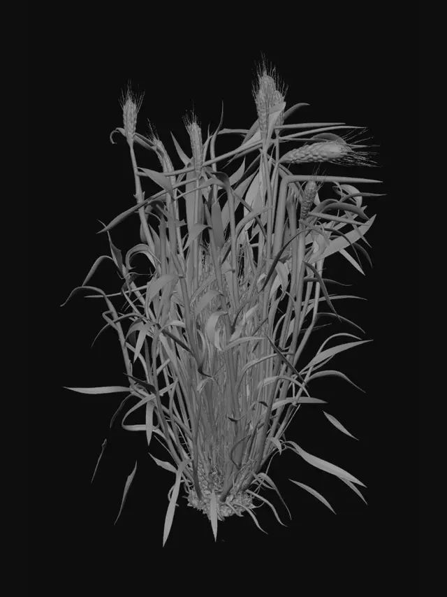 3D model for Barley in the Field