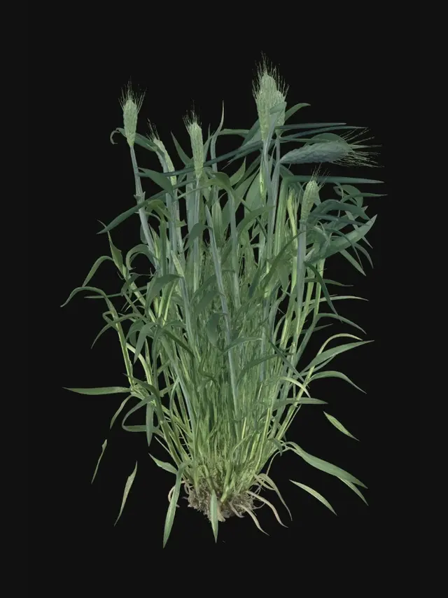 3D model for Barley in the Field