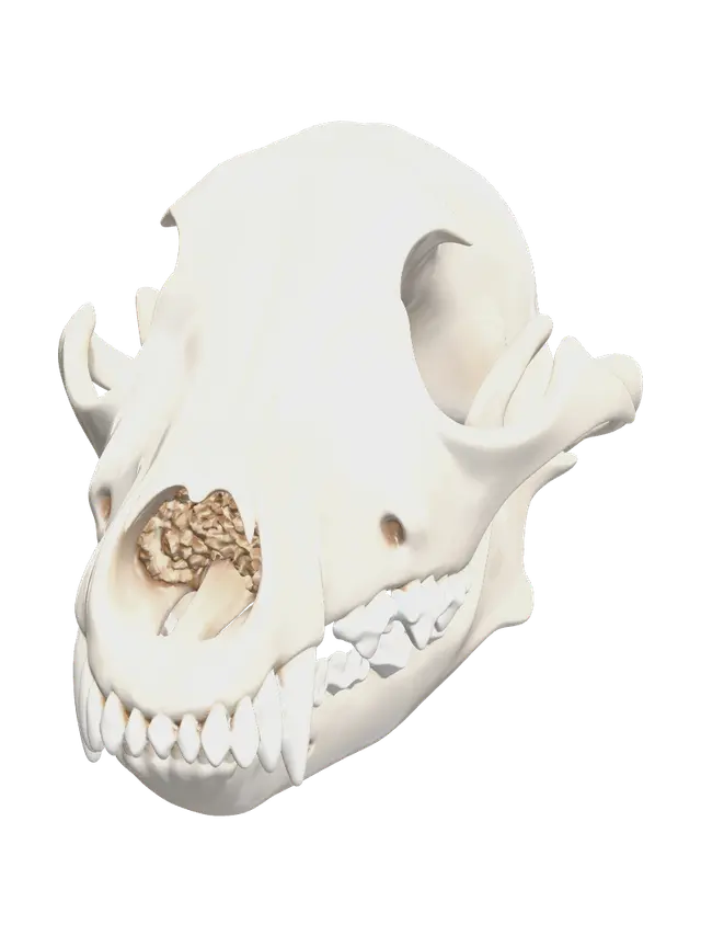 Fantasy Coyote Skull - Cryptid AI 생성 3D 모델