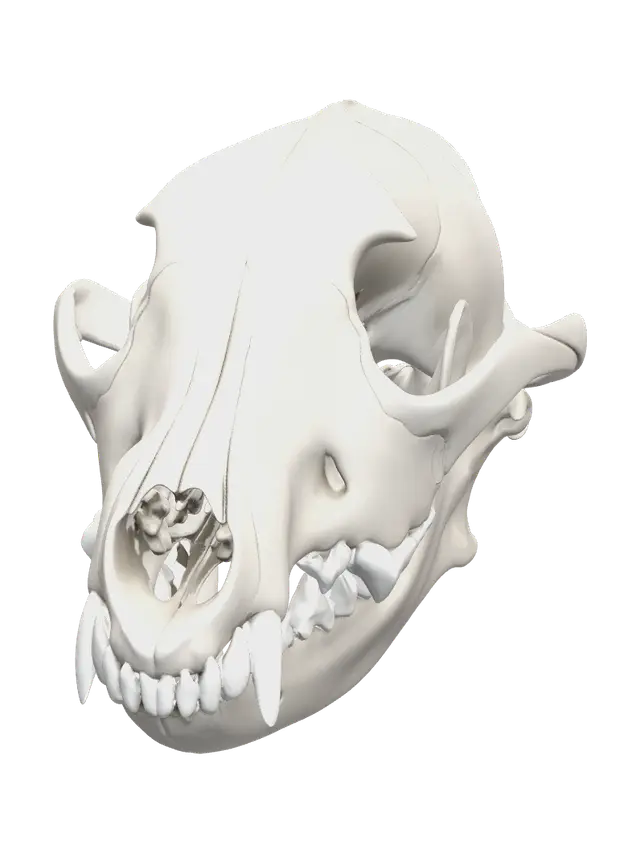 Fantasy Coyote Skull - Cryptid AI 생성 3D 모델