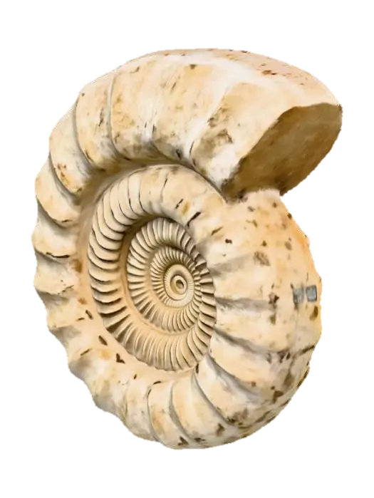 Ammonite Fossil - Jurassic 3D model, vytvořený pomocí AI