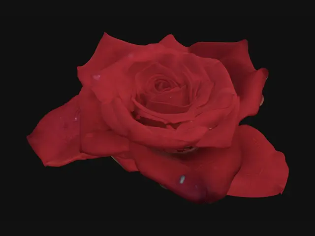 3D model for Crimson Rose in Focus