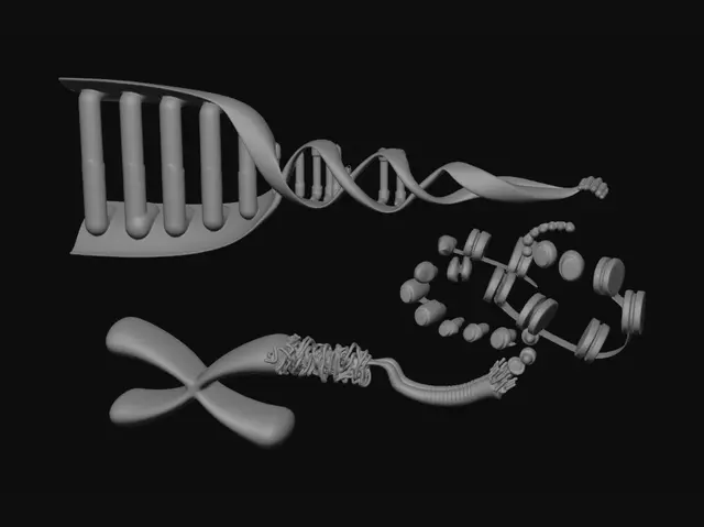 3D model for DNA Packaging into Chromosomes