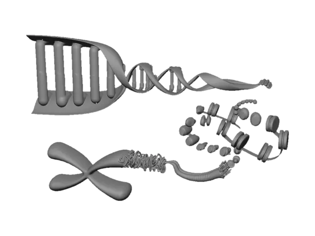 3D model for DNA Packaging into Chromosomes