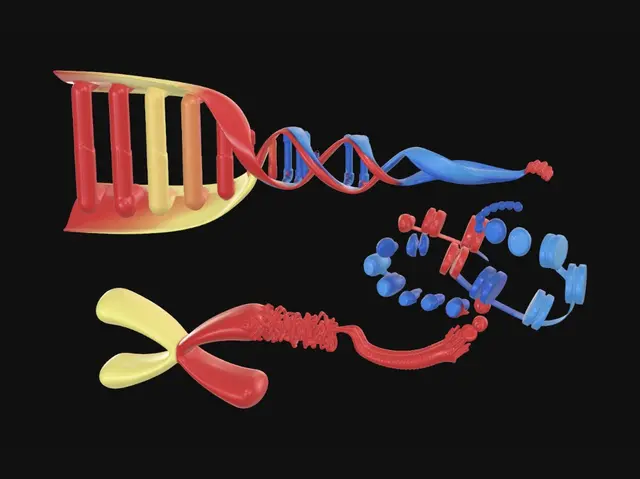 3D model for DNA Packaging into Chromosomes