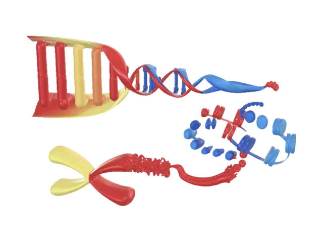 3D model for DNA Packaging into Chromosomes
