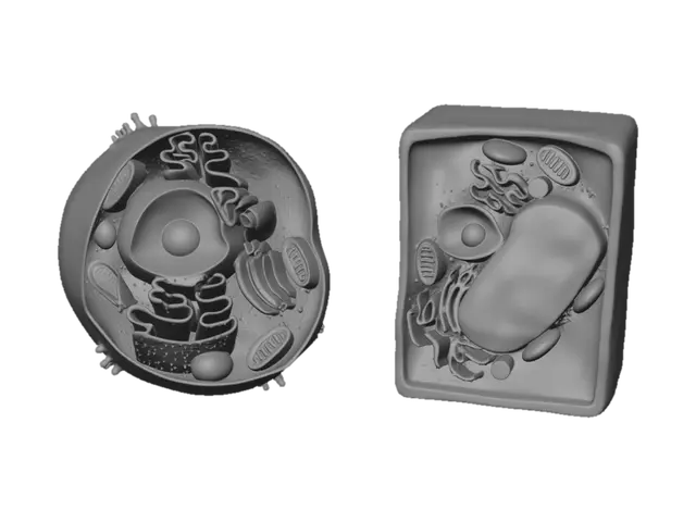 3D model for 动物细胞与植物细胞对照图
