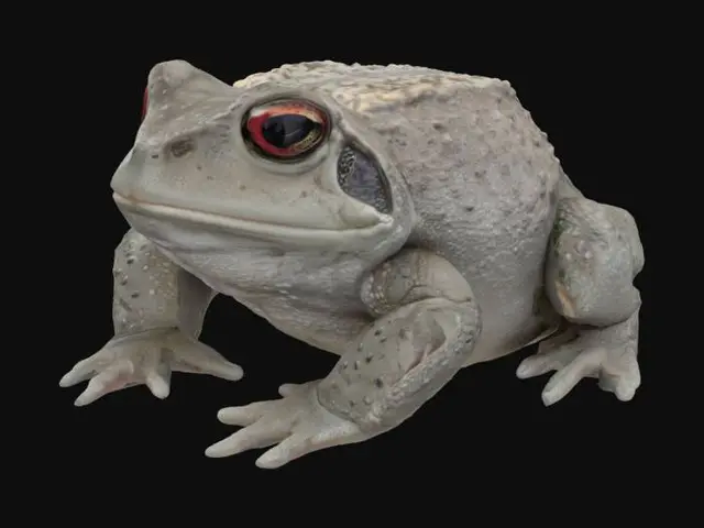 3D model for Ropucha szara
