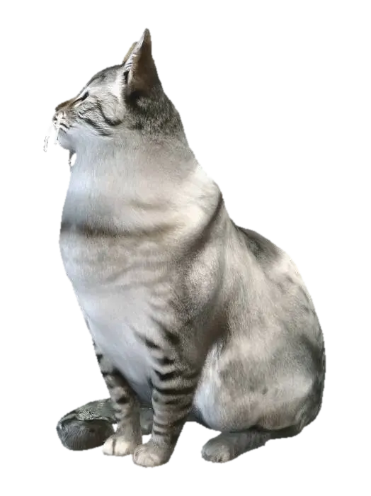 3D model for Contented tabby cat