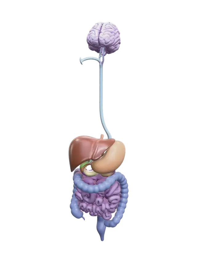 3D model for Ornate Digestive System