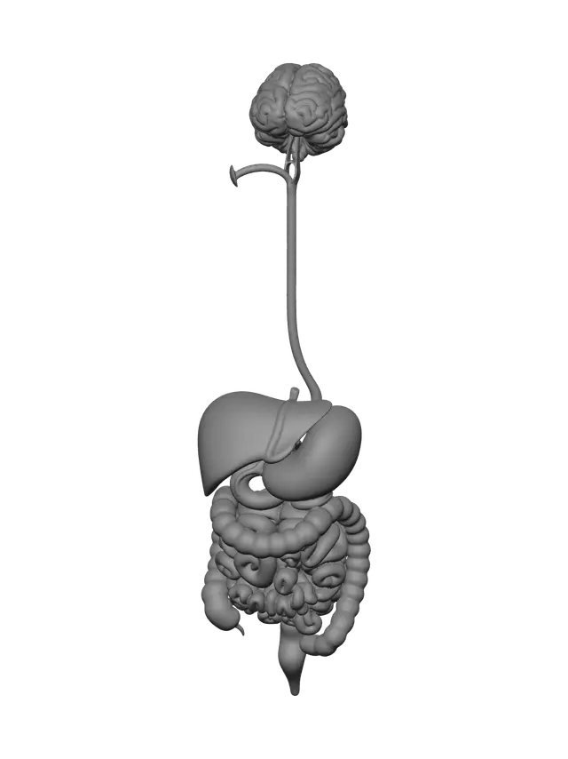 3D model for Ornate Digestive System