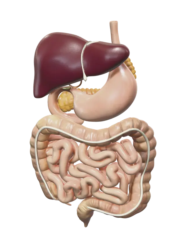 Modello 3D Stylized Digestive System, generato dall’IA