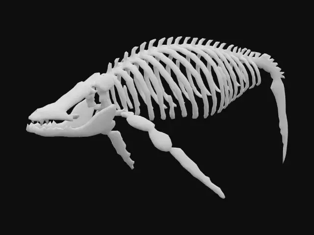 3D model for une maquette de cage thoracique de baleine