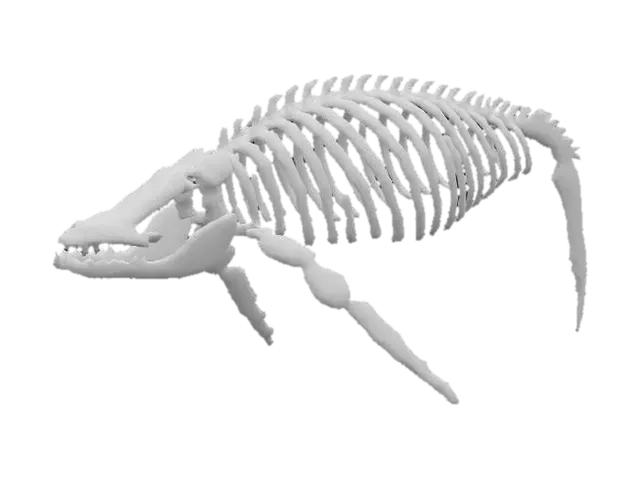 3D model for une maquette de cage thoracique de baleine
