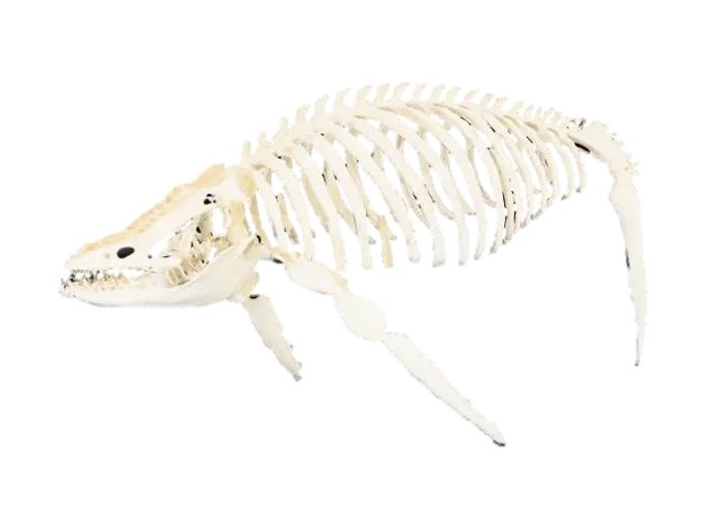 3D model for une maquette de cage thoracique de baleine