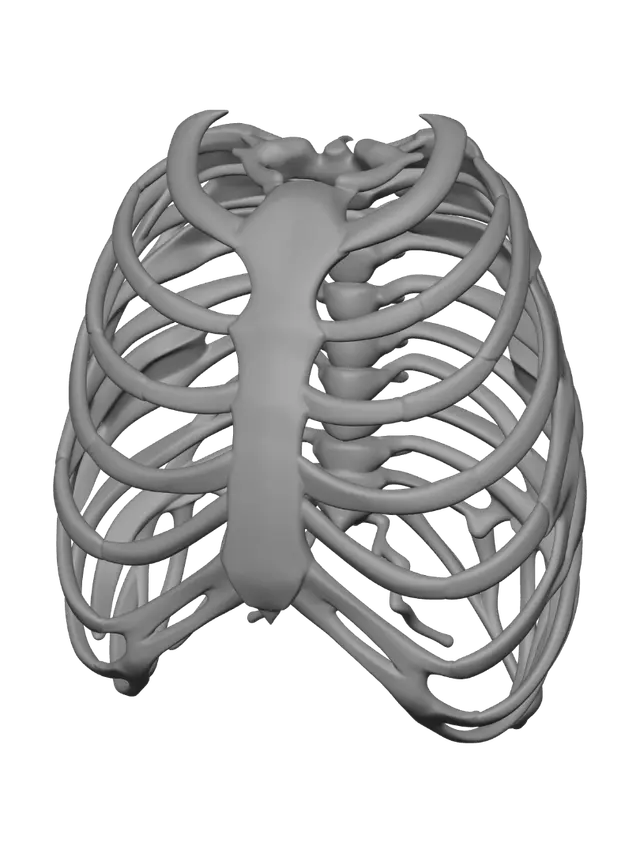 3D model for Rib Cage Anatomy Illustration