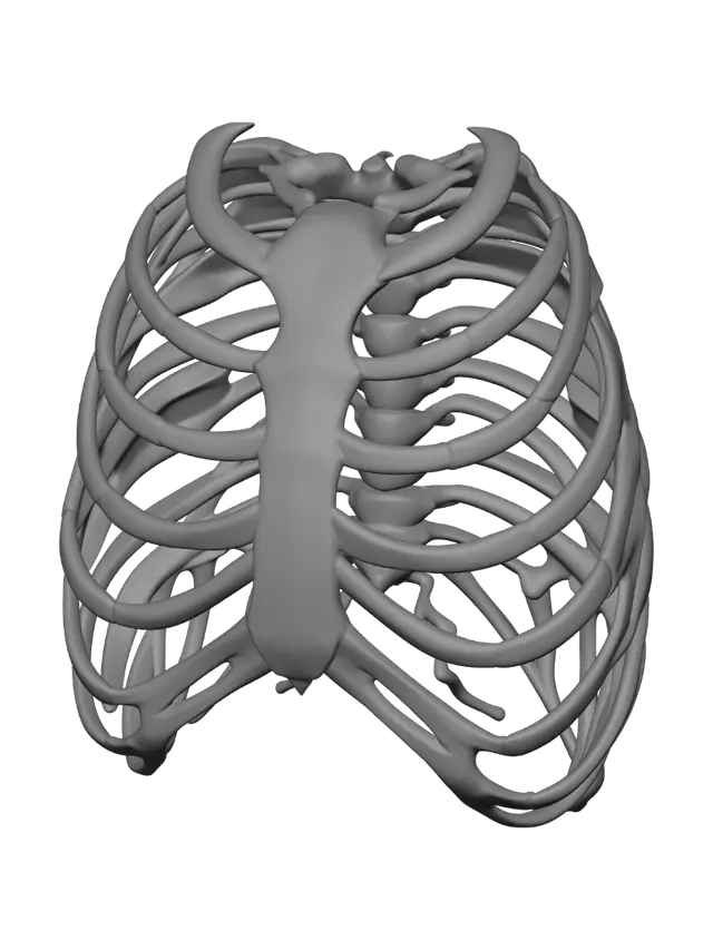 3D model for Rib Cage Anatomy Illustration
